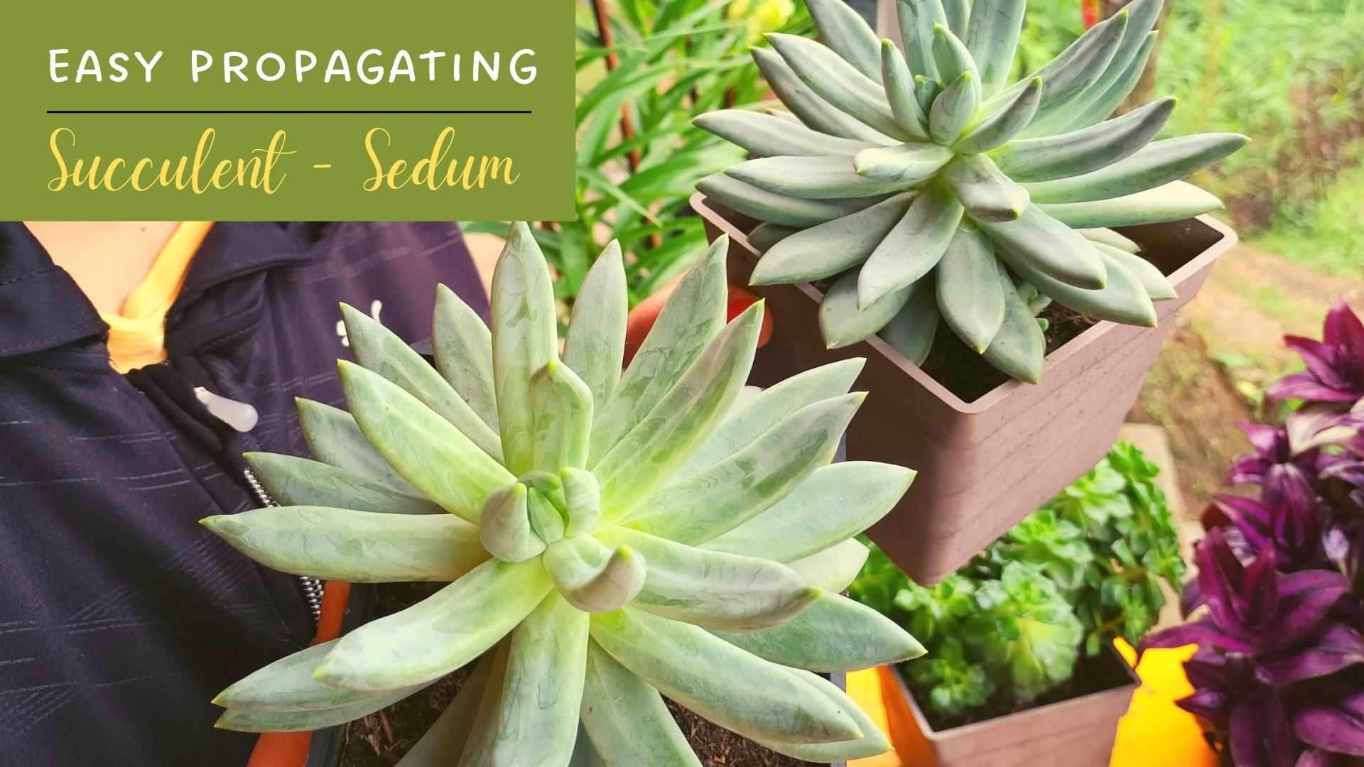 Easy to propagate succulent 