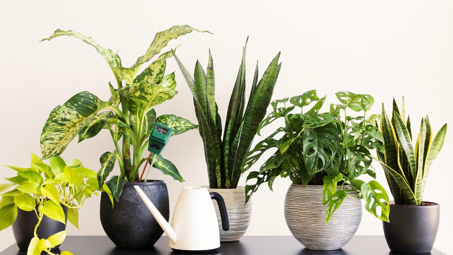  Tips for indoor house plants
